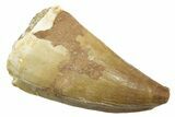 Fossil Mosasaur (Thalassotitan) Tooth - Morocco #364069-1